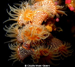 tiger anemones by Claudia Weber-Gebert 